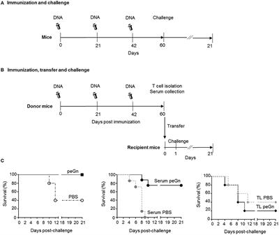 A DNA Vaccine Encoding the Gn Ectodomain of Rift Valley Fever Virus Protects Mice via a Humoral Response Decreased by DEC205 Targeting